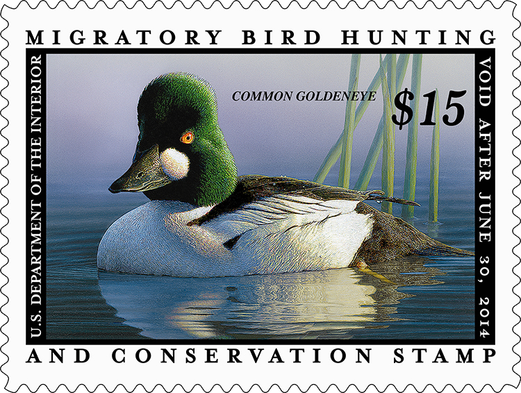 Common Goldeneye Ducks 2013 $15